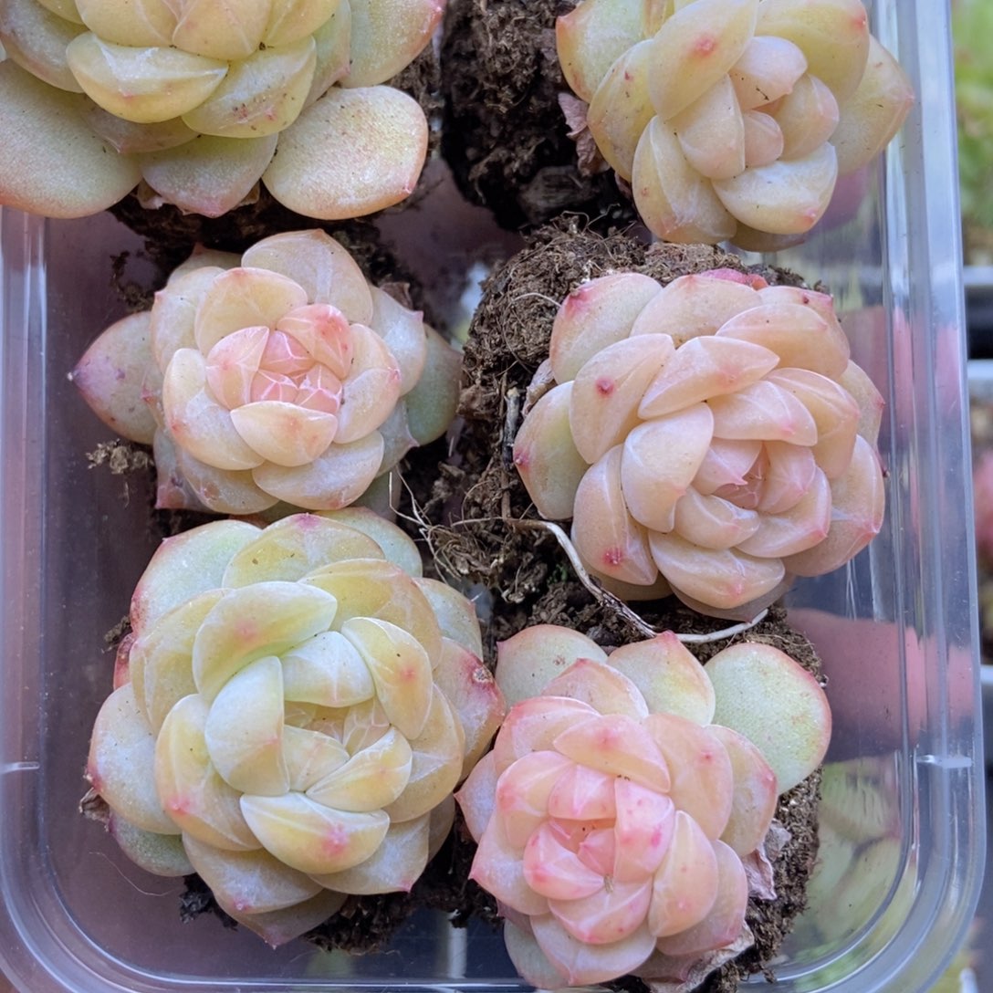 春泥家一单包邮M78