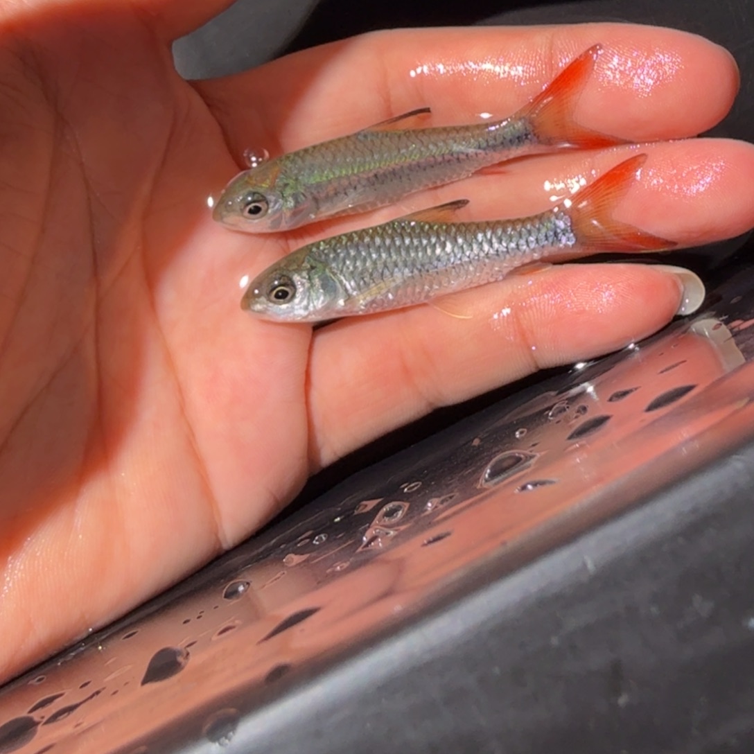 海水鱼吉罗鱼   彩虹