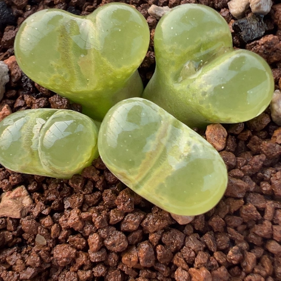 绿眼睛群多肉植物百科