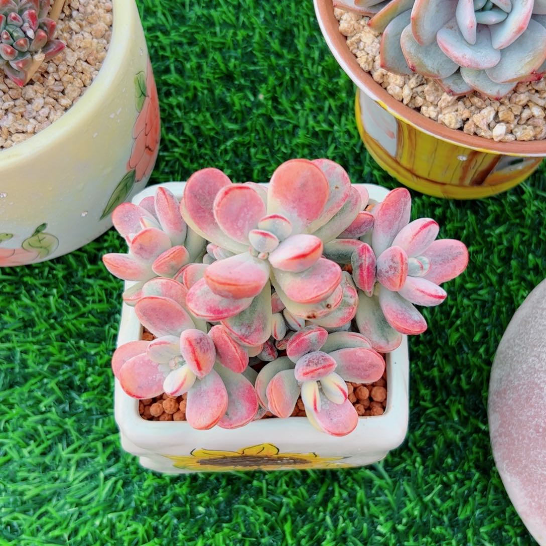 乒乓佛娘锦多肉植物