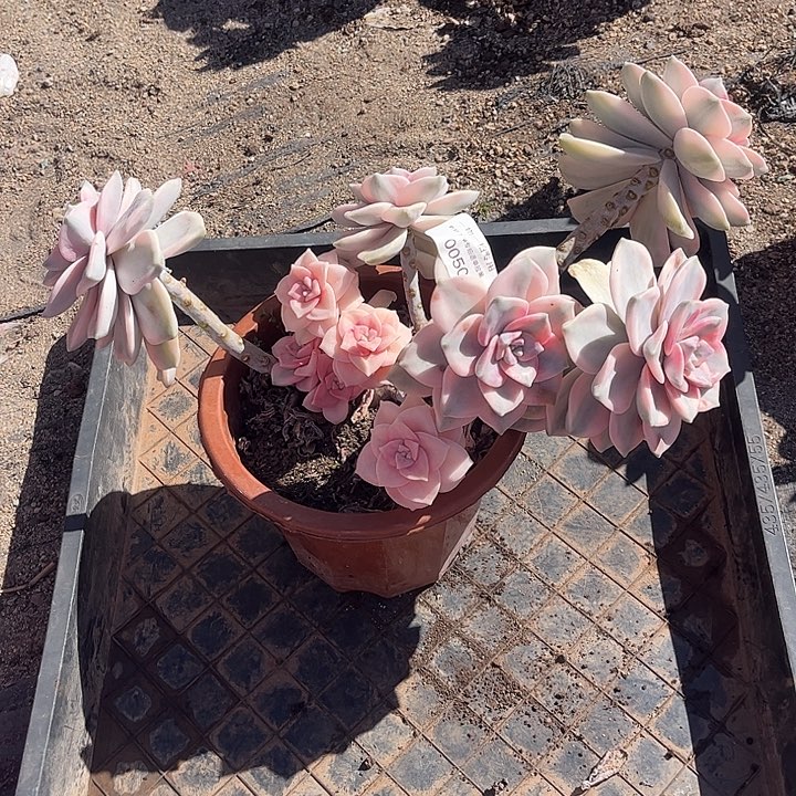 L***M紫乐锦大群，一物一拍