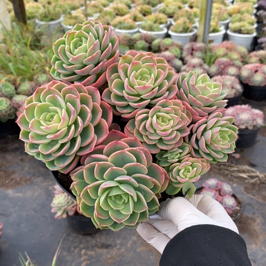 4989哈密瓜一物一拍