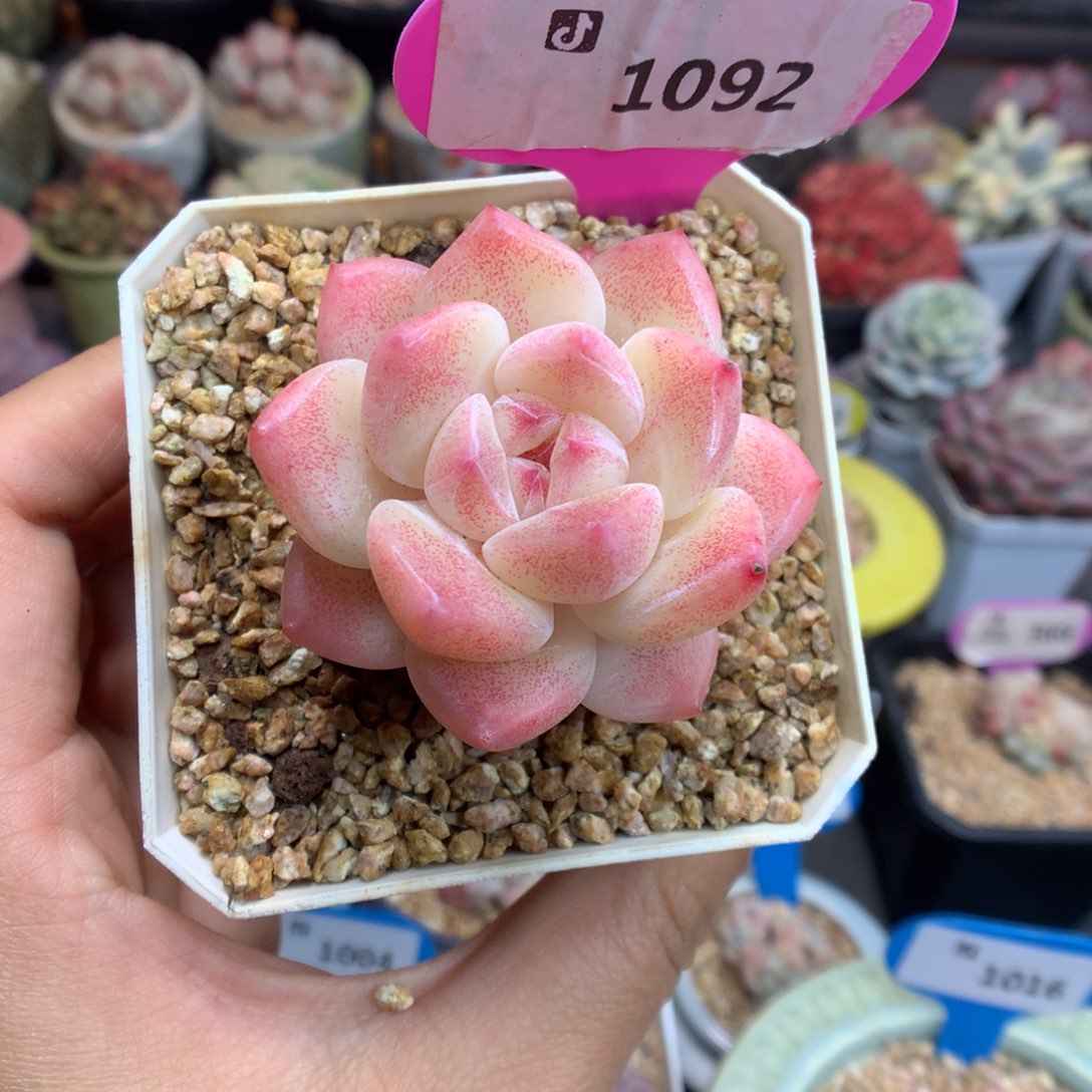 1092糖心新年快乐