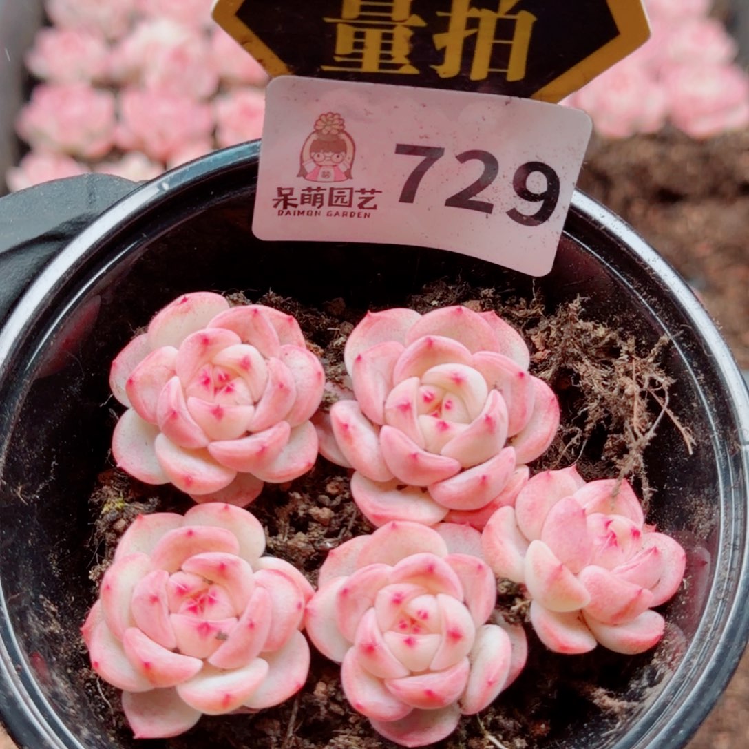 多肉植物多肉植物