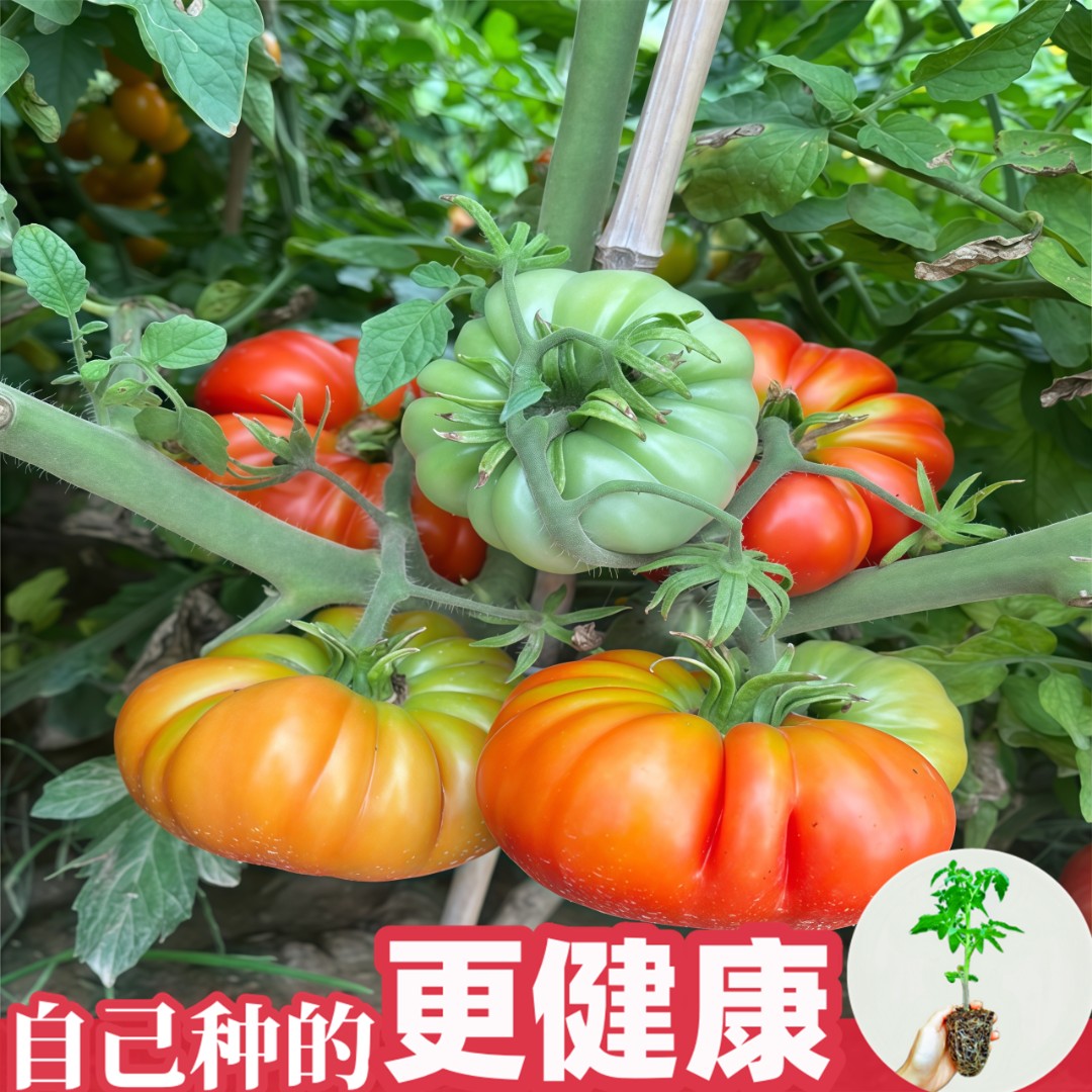 优质番茄苗种植盆栽简单西红柿苗毛粉大粉沙瓤番茄圣女果蔬菜秧苗