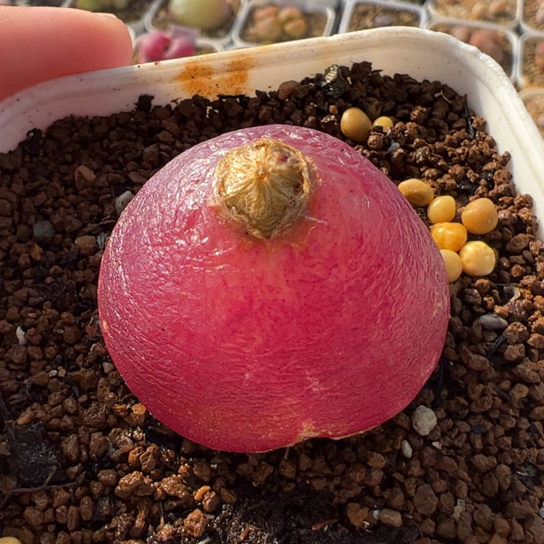 略*536多肉植物百科