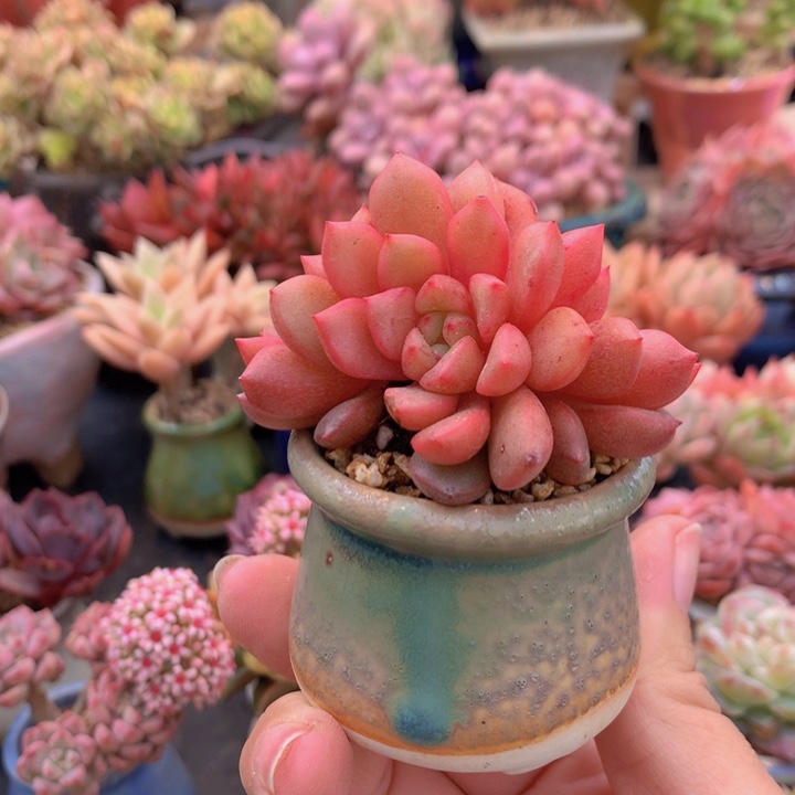 一物一拍含盆土满38包邮D715