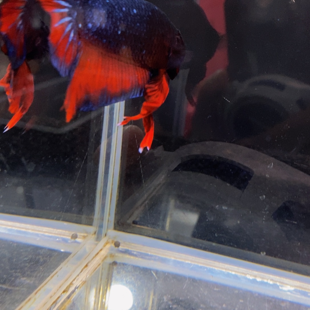 斗鱼276巨斗11111