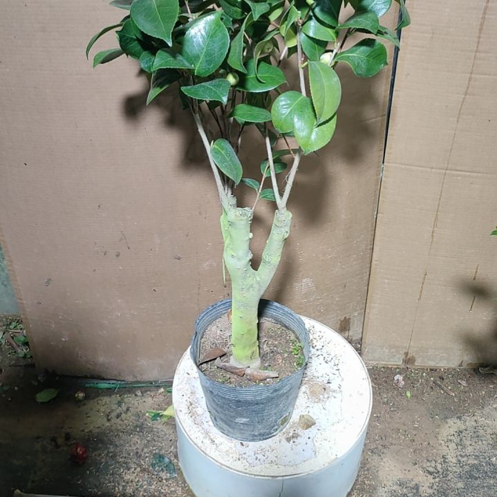 449宽彩带，原盆原土发货，不包邮