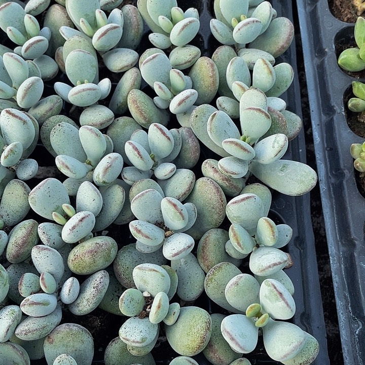 小乒乓1元带土发货