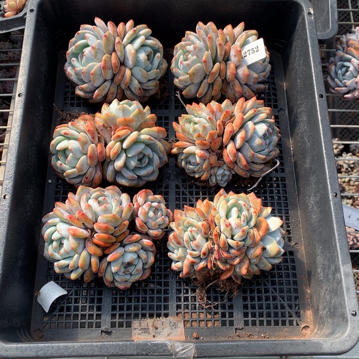 12752六个嗯嗯嗯嗯嗯嗯好喜欢