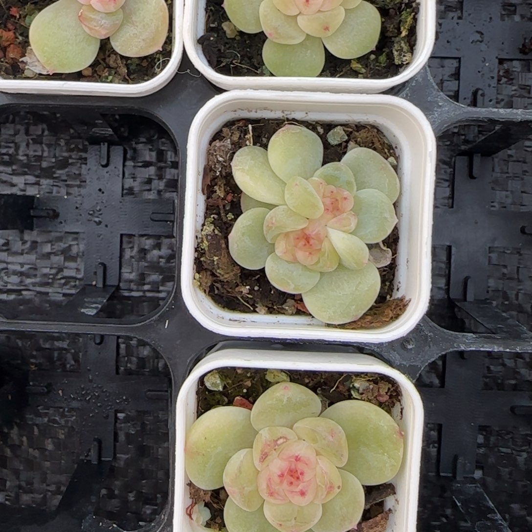 月亮红财富盆1个3床满25包邮