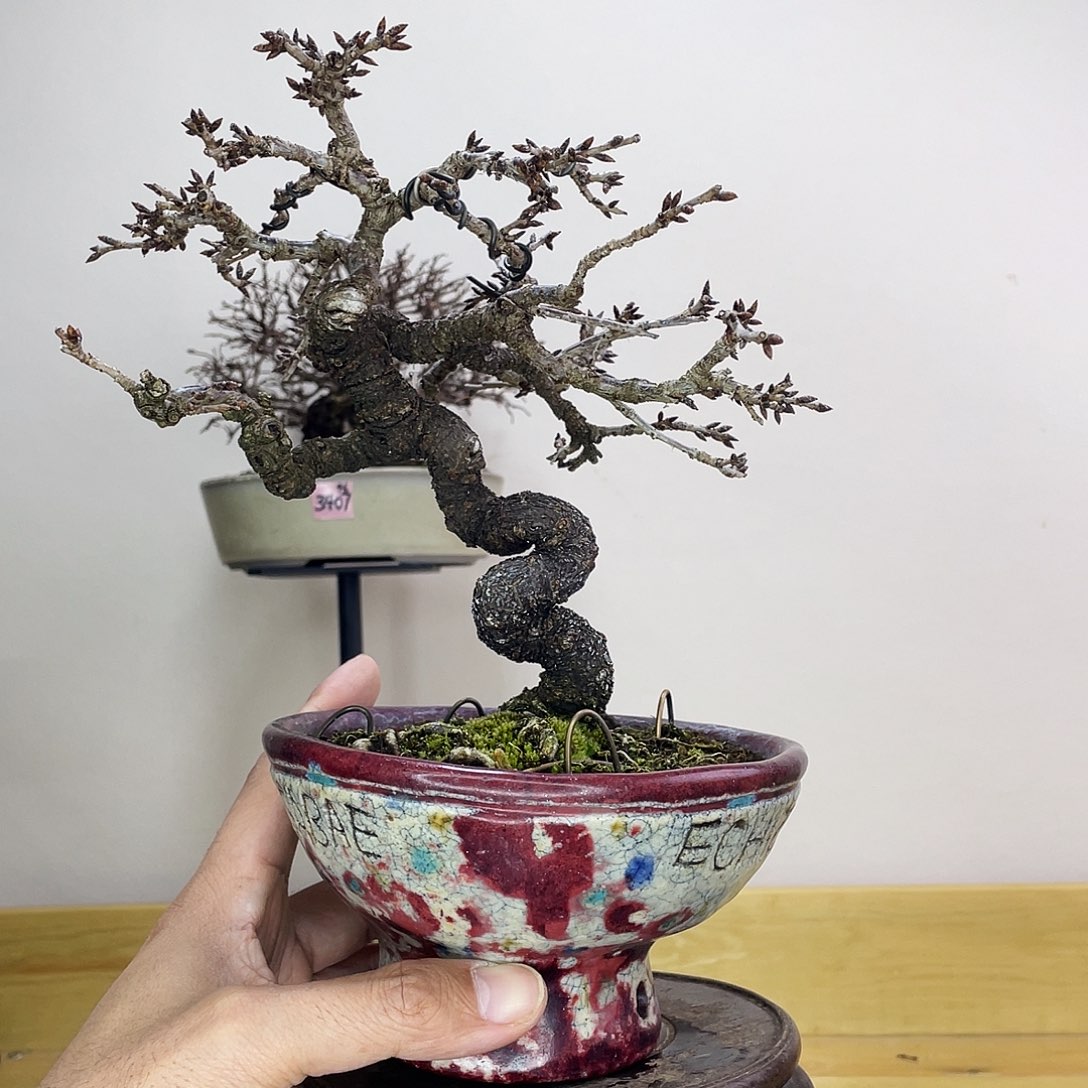 木本御所车红花樱花