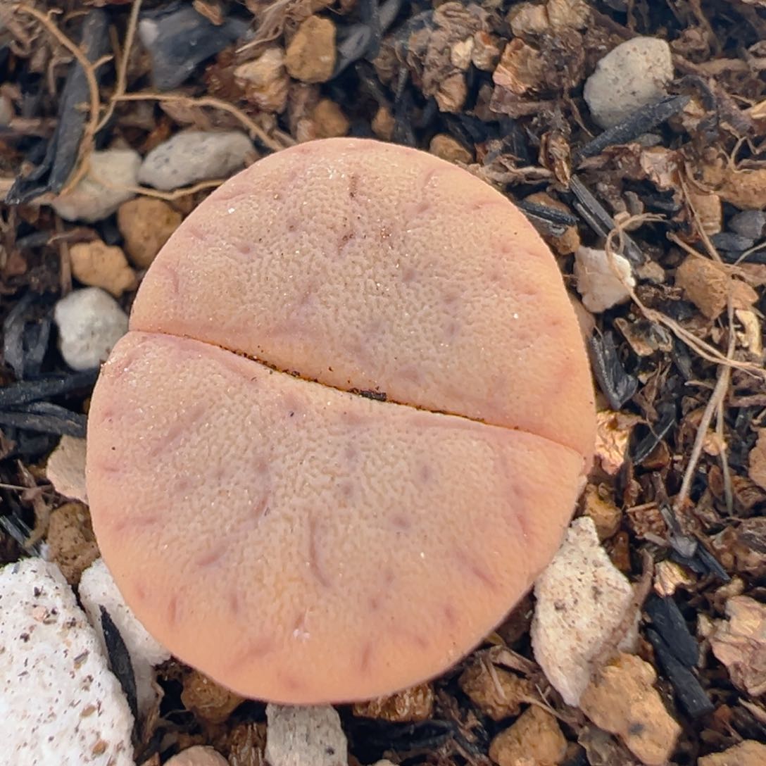 60多肉植物百科知识