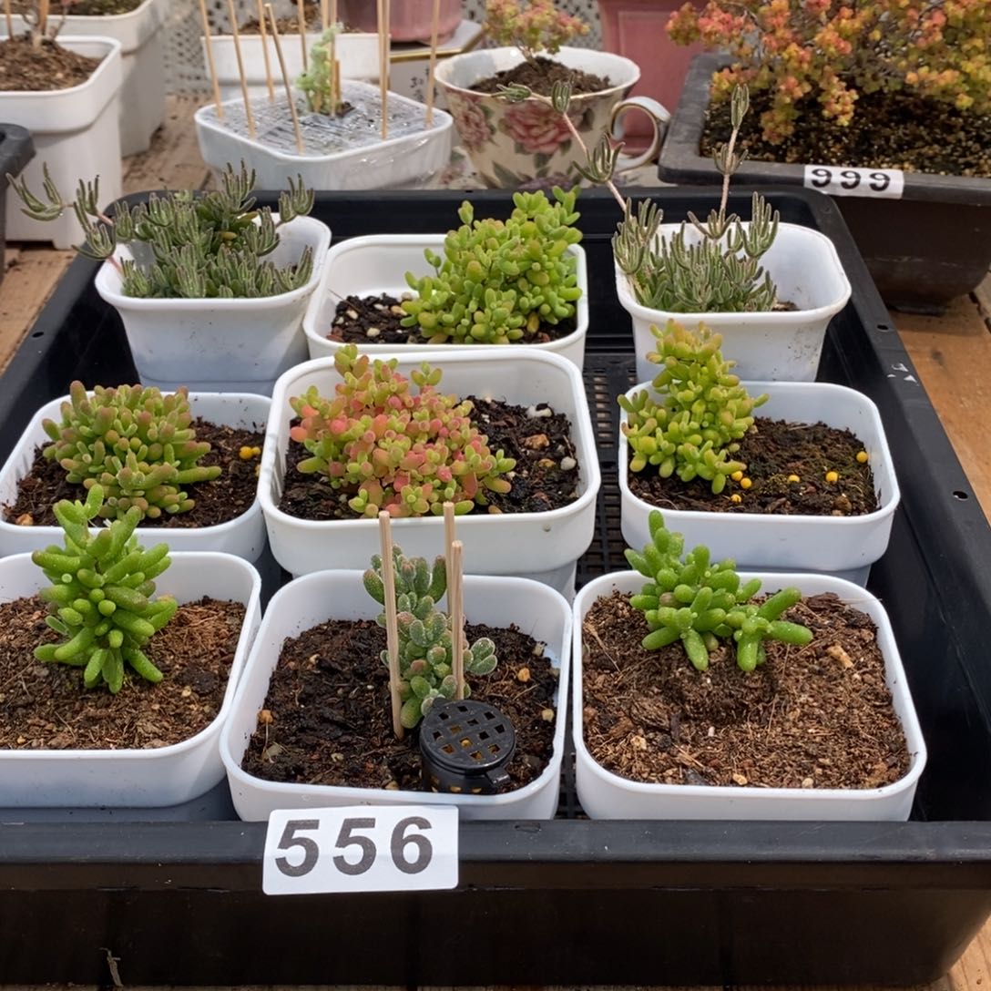 枝干番杏多肉植物556