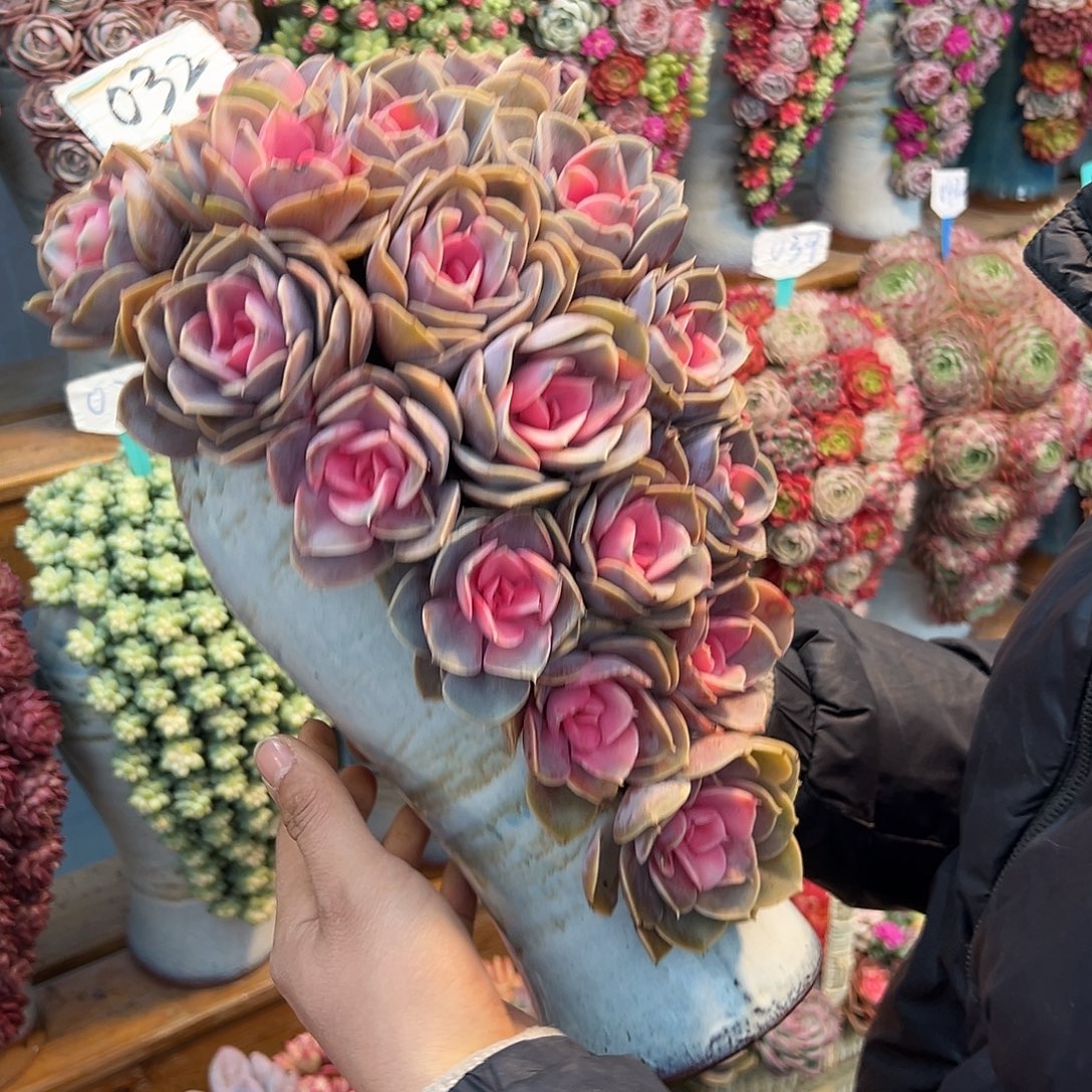 032彩虹仙子多肉组合