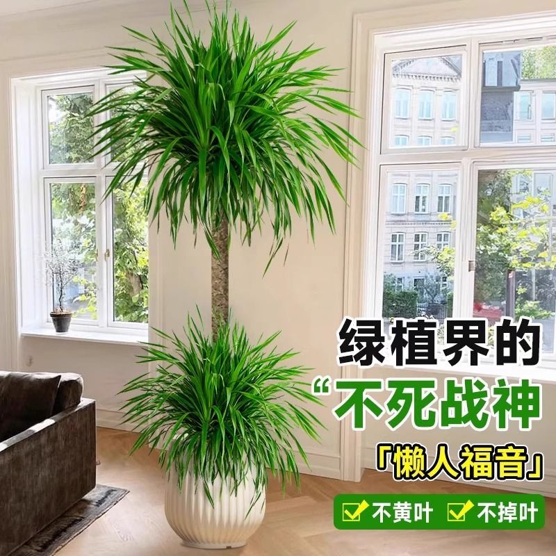 【顺丰包邮】双层龙血树绿豆青1.3-1.5米四季常绿耐寒耐热室内盆栽