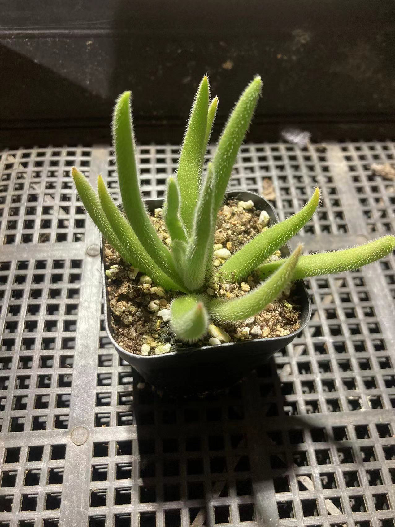 多肉植物 6.5公分盆银狐之尾满12.9包邮