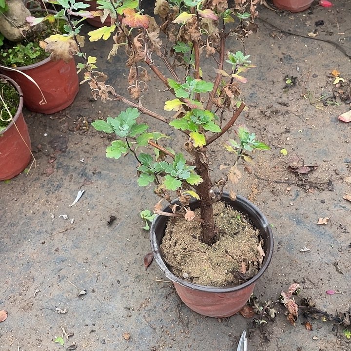 小***头无花朵20菊花菊花菊花家