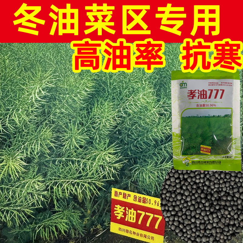孝油777 矮杆杂交高产油菜种子抗倒伏耐寒榨油菜籽油种籽高出油率