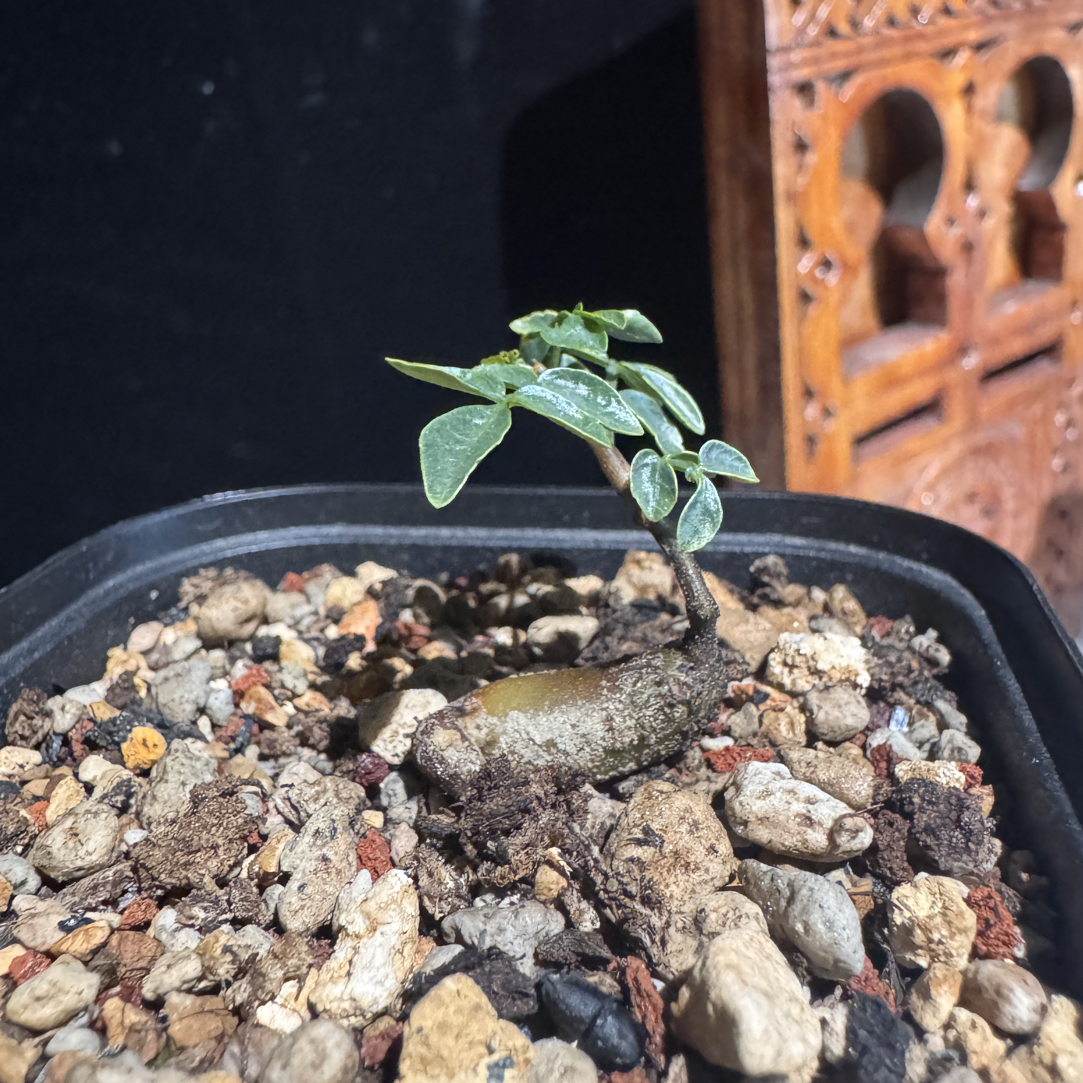 利***Commiphora sp eyl念珠橄榄