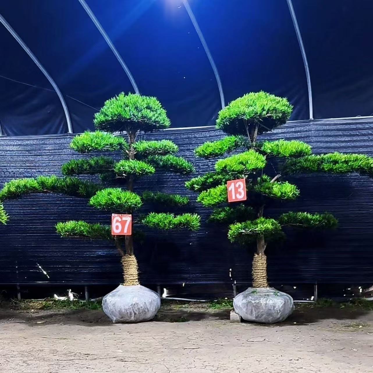 精品罗汉松盆景 造型树基地直发  一物一拍