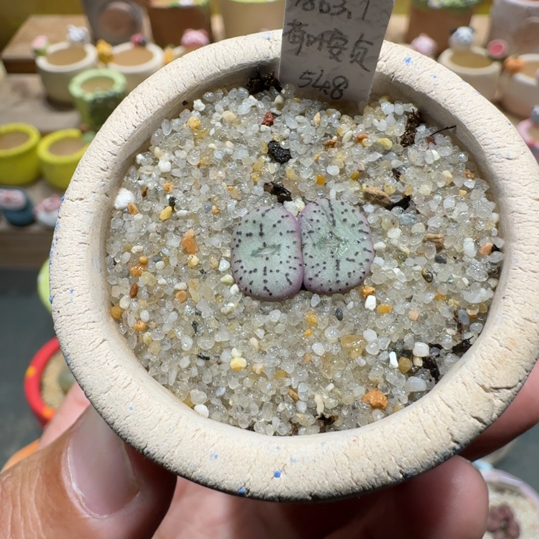 蘑菇1472荷叶安贞多肉植物