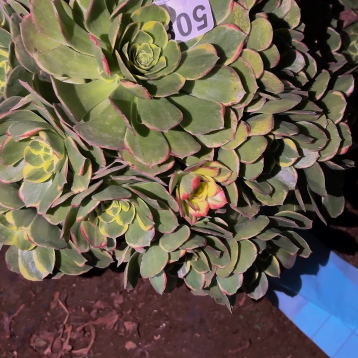 508多肉植物不售后