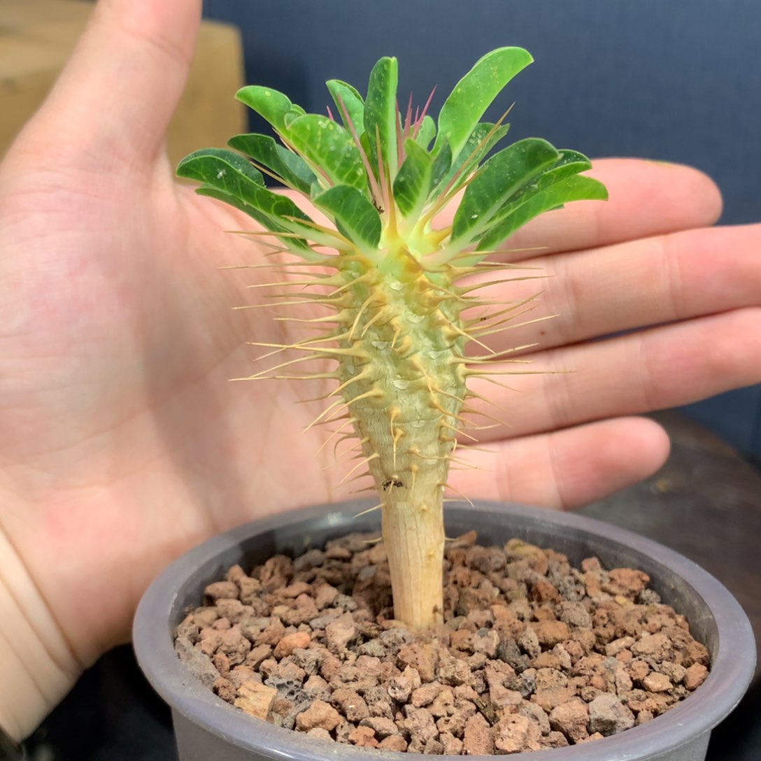 鬼切阁实生带盆发货