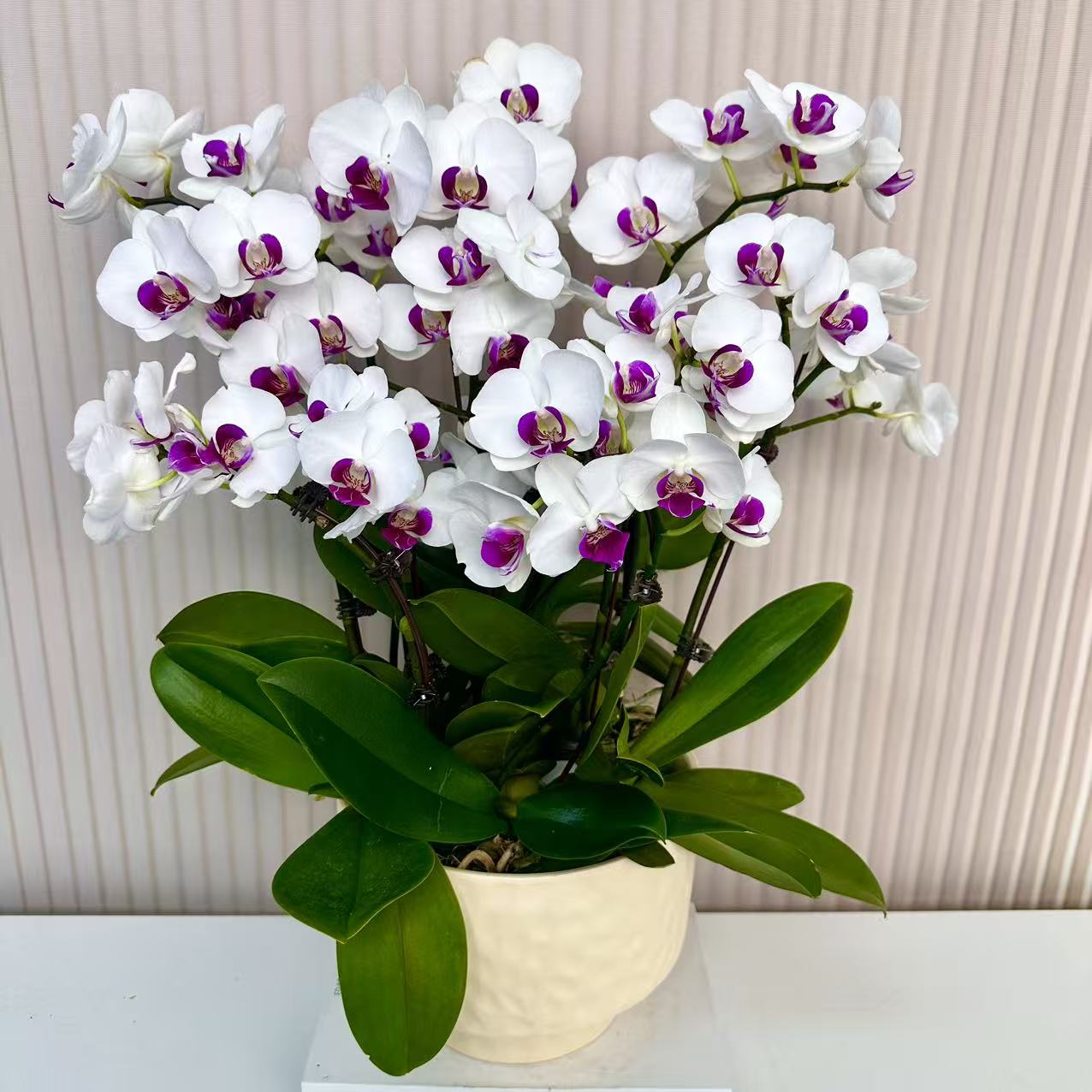 【雪玉】蝴蝶兰  白双中小花型 四季花 室内花精品 源头基地直