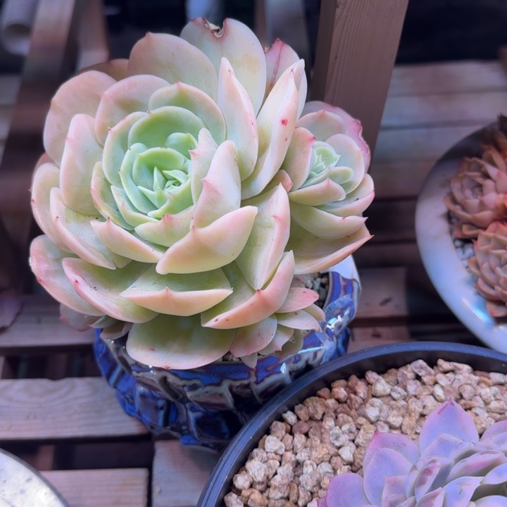 桃花坞多肉植物ggfghjjj