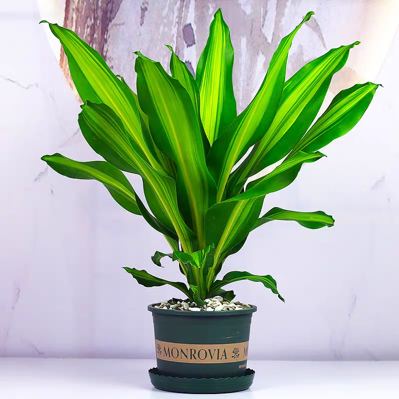 金心也门铁盆栽甲醛中型耐阴吸室内青叶单株造型组合绿植空气净化