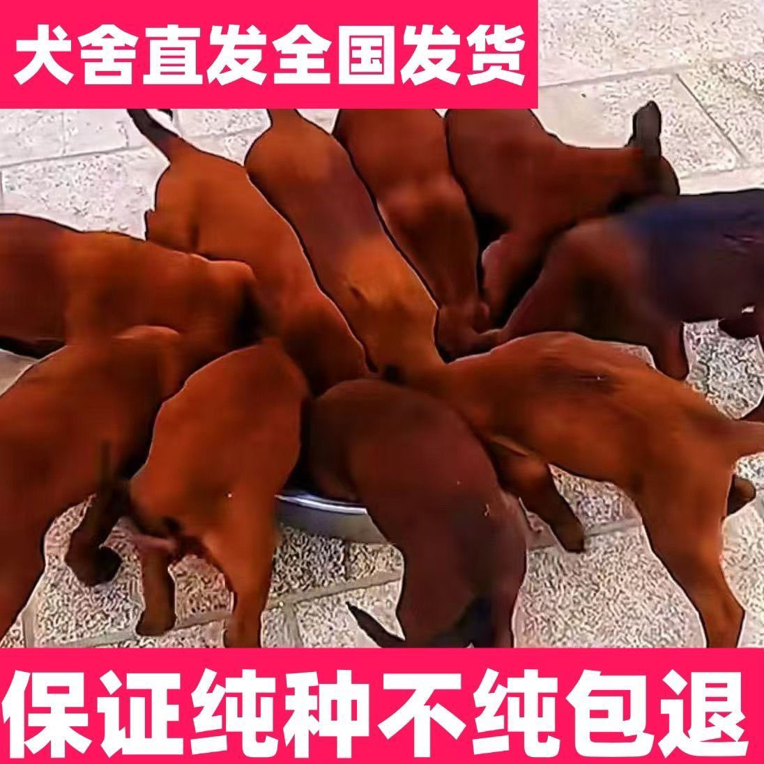 正宗马犬活体幼犬大型犬适合看家护院