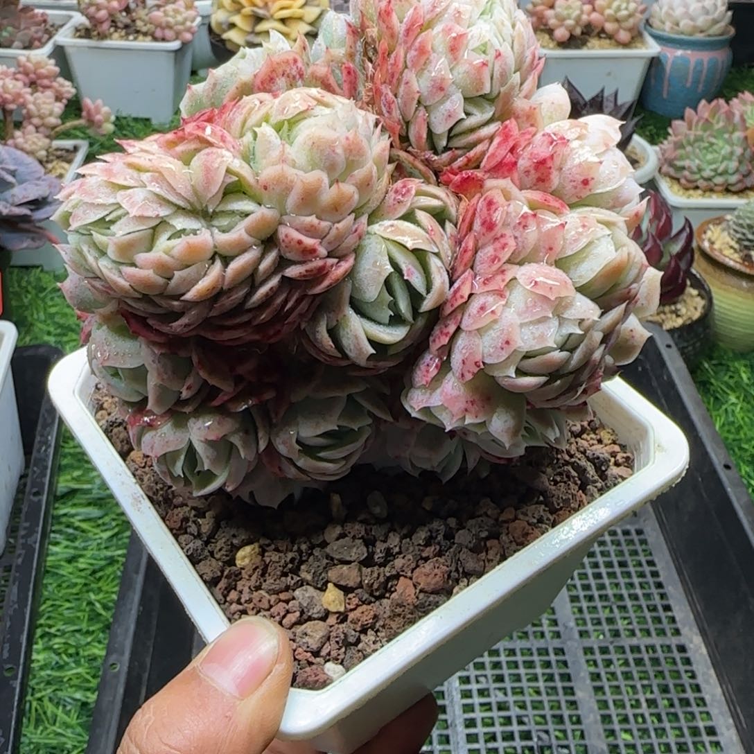 解忧植物多肉编号33