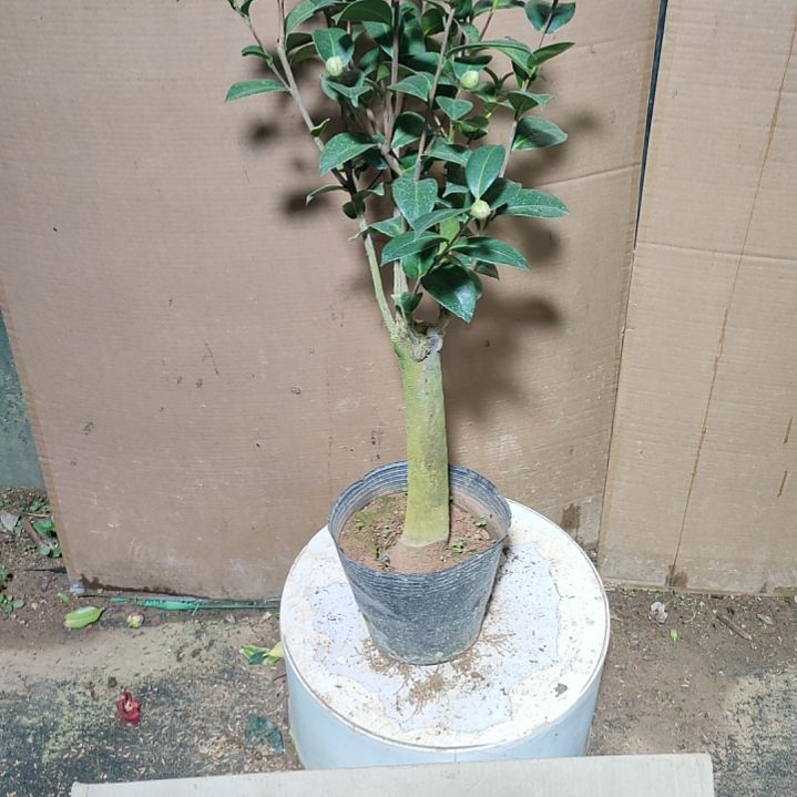 468斑水屋，原盆原土发货了，不包邮