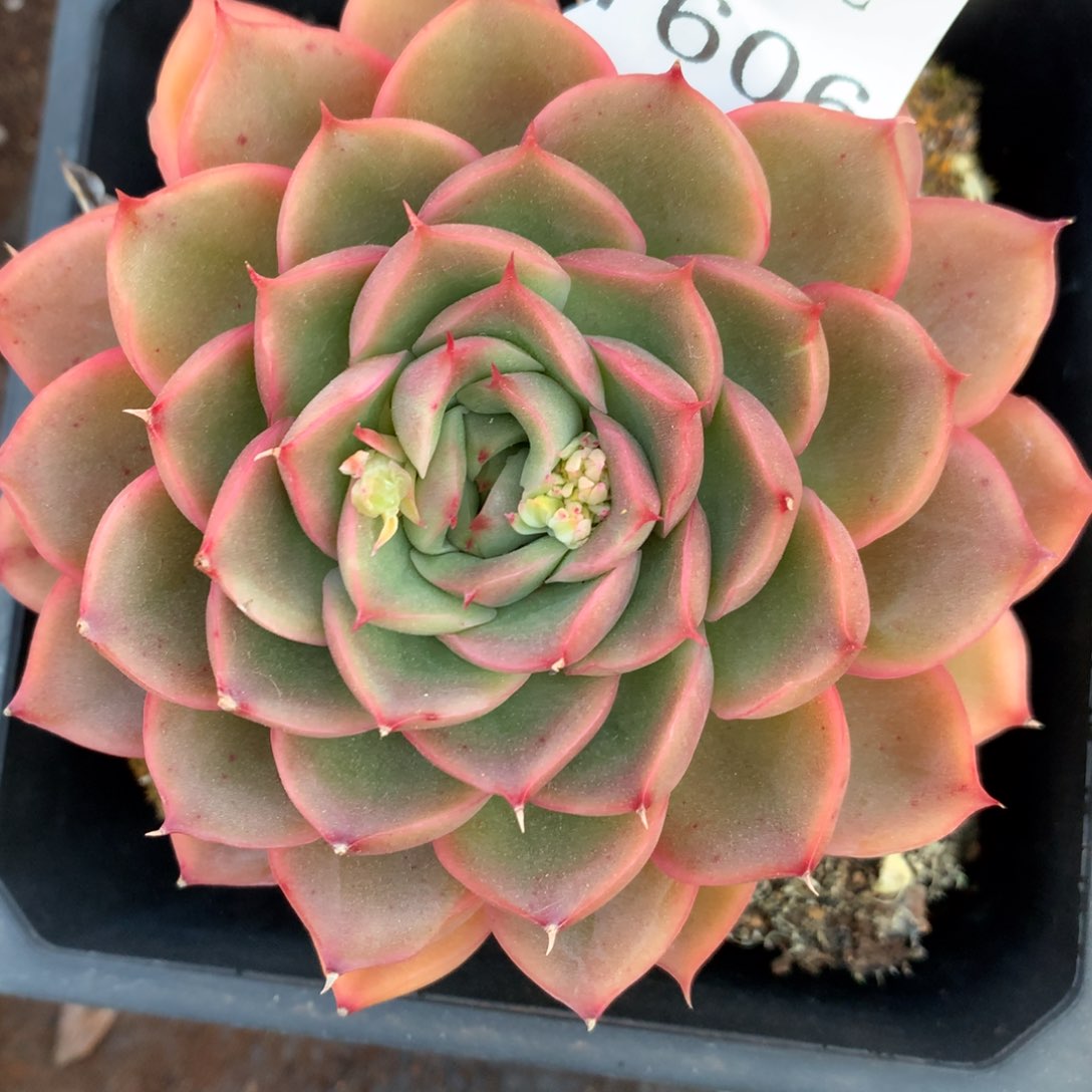 7606杂交多肉老桩