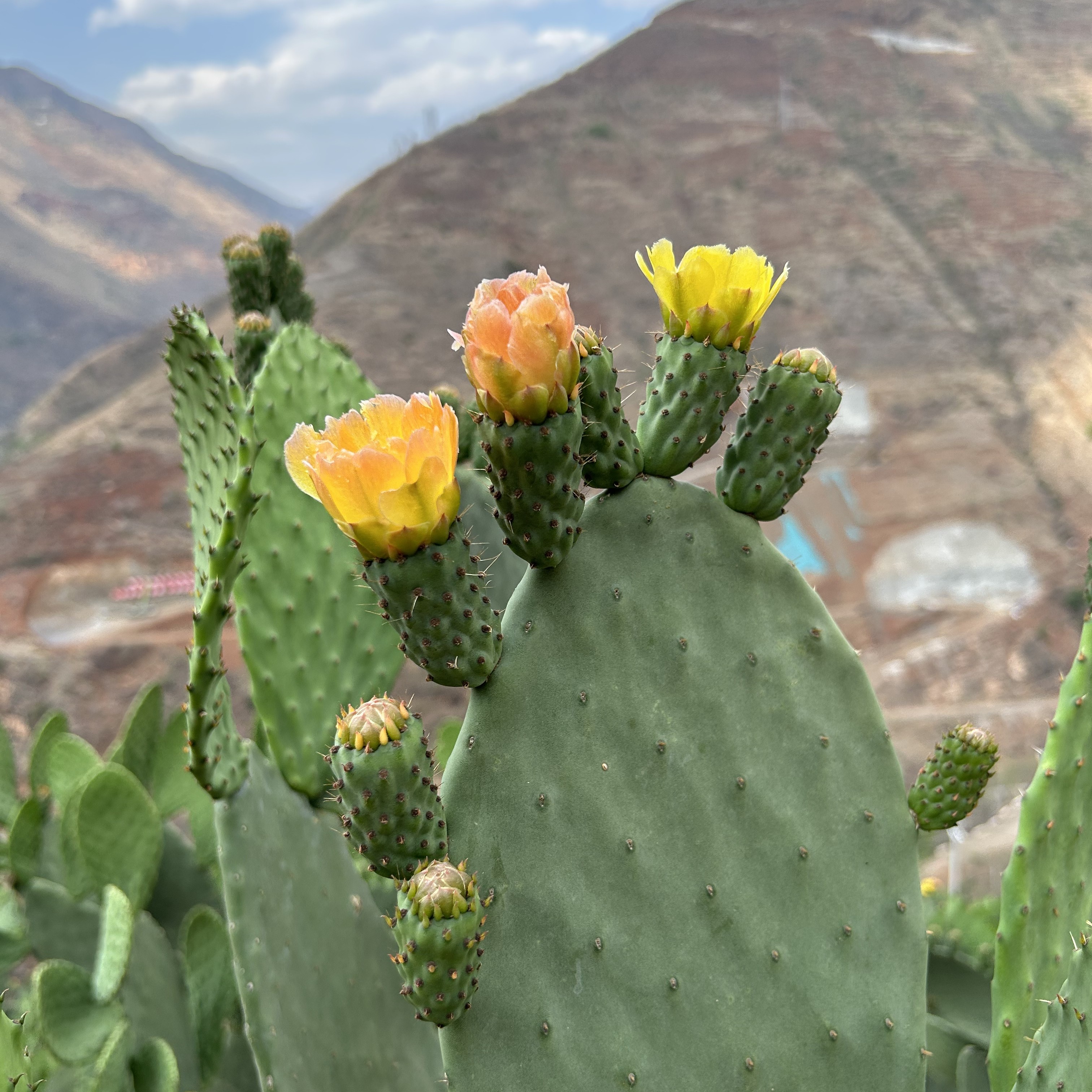会泽县马路无刺大白果，冰激凌食用仙人掌一片