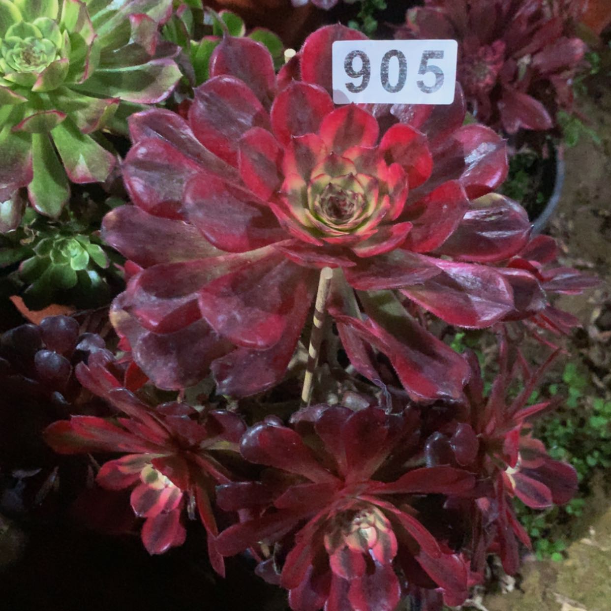 【闪购商品】905月婵多肉