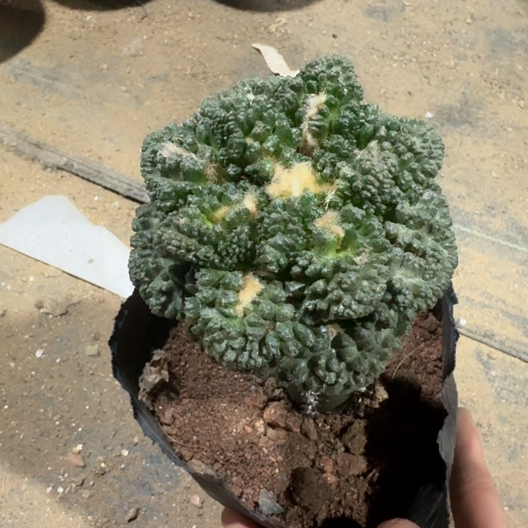 213号仙人球袖蒲苗接可以寄养