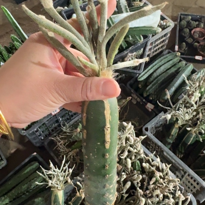 黑刺嫁接美杜莎脱土发货掉枝条无售后斑