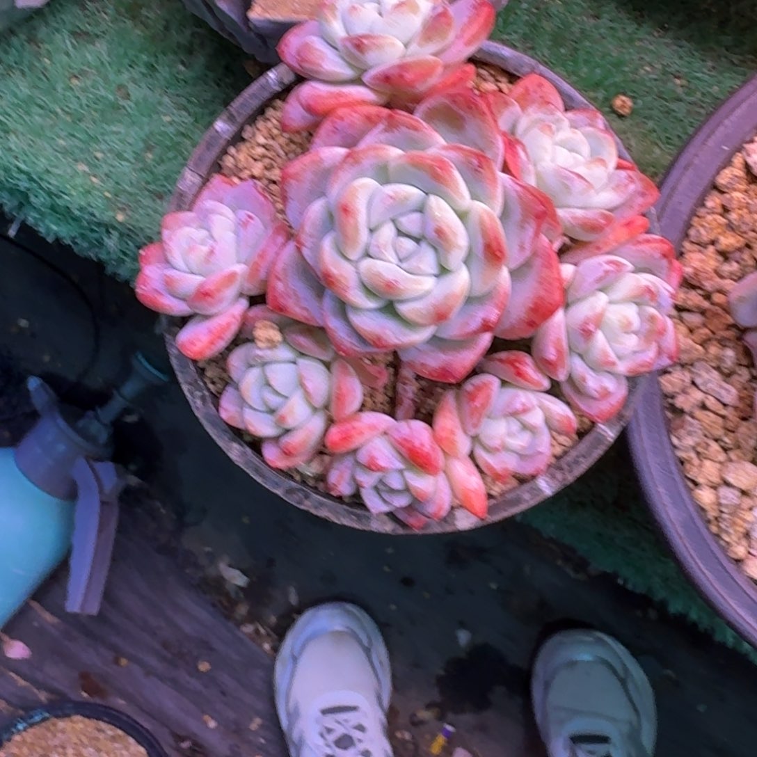 冰玉手捧无砍多肉