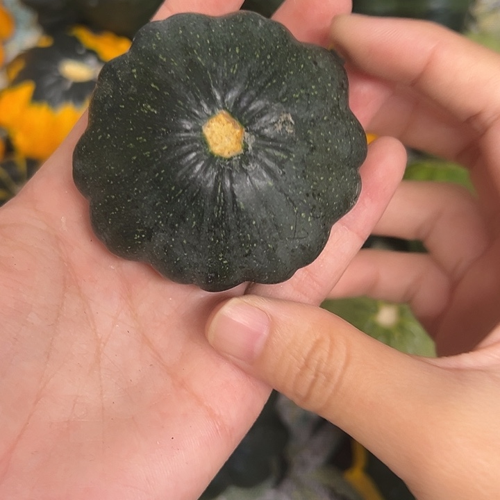 墨*墨西哥葫芦葫芦葫芦葫芦葫芦