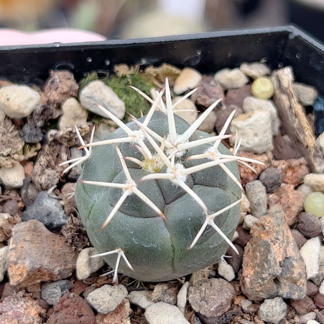 实生 大祥冠仙人球