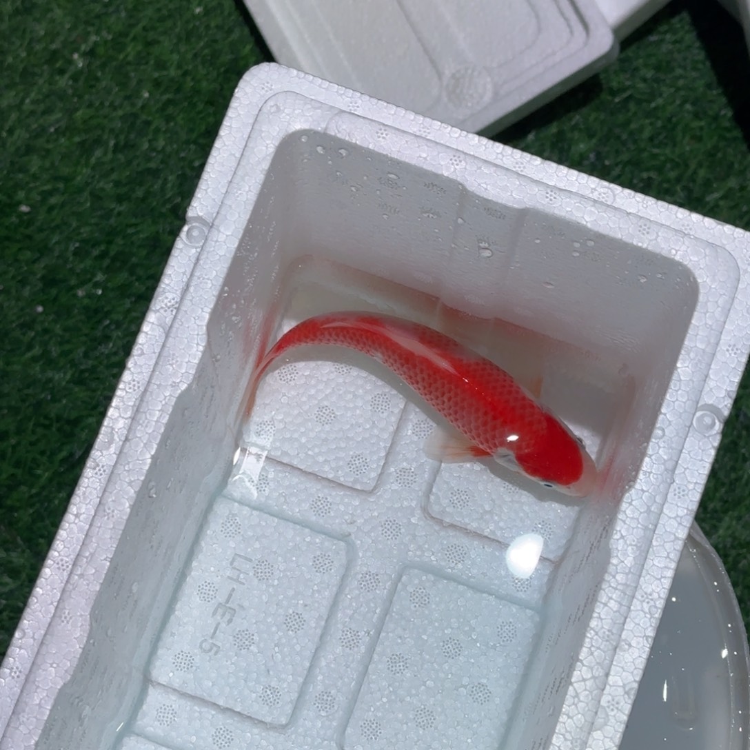 黯***淡锦鲤锦鲤观赏鱼锦鲤