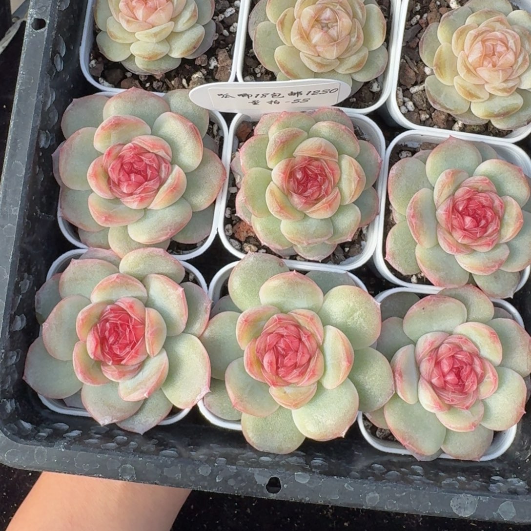 1230-053-世兰一颗量拍