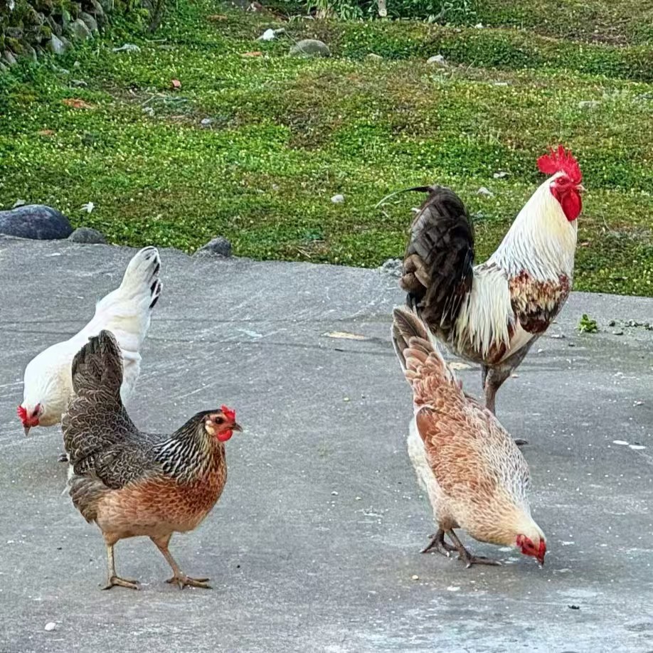 花柴土鸡  宠物鸡  顺丰包邮