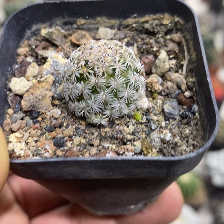 实生克氏丸特价福利