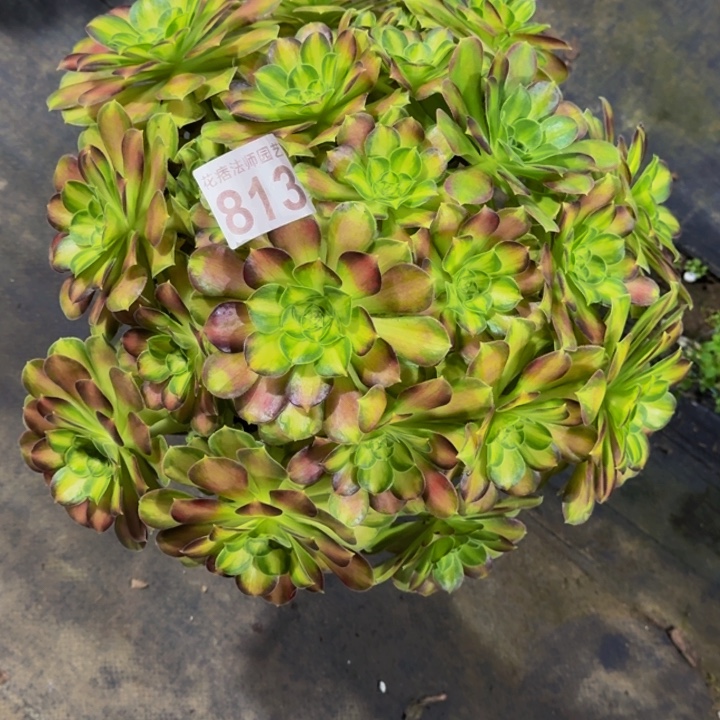 00000000000813韶华