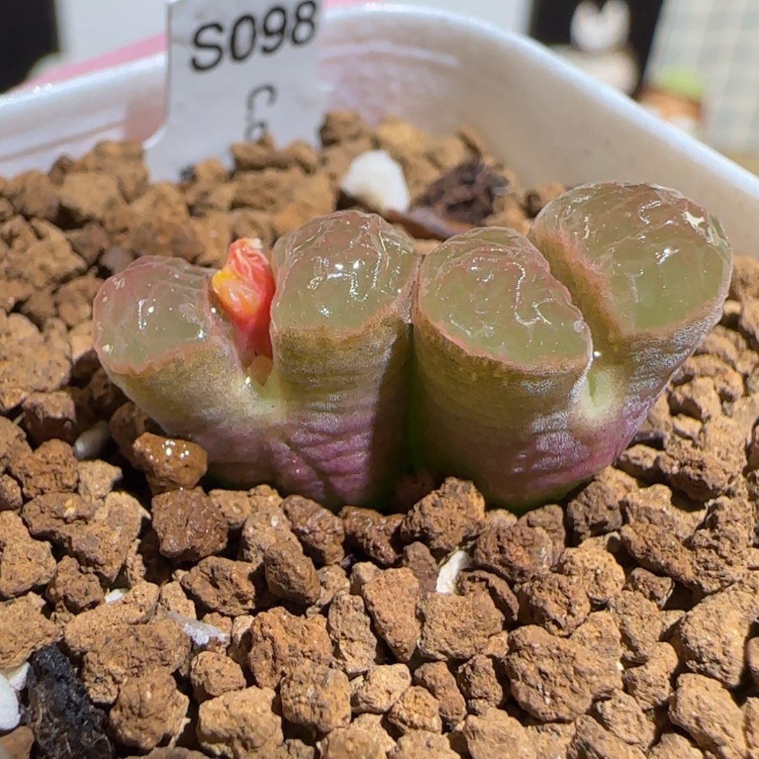 肉锥多肉植物组合-磁铁母本1110