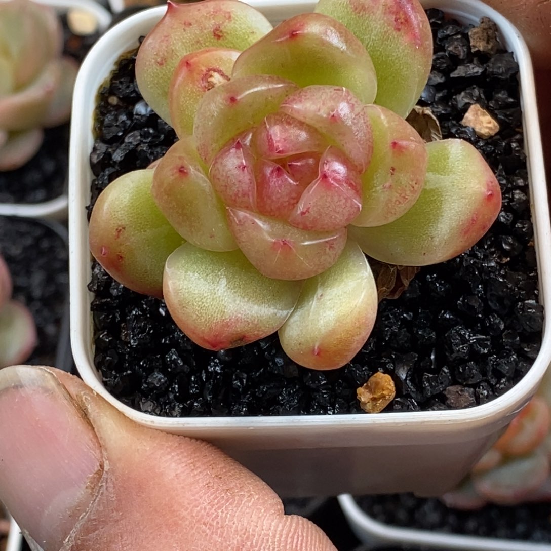 天官赐福百无禁忌